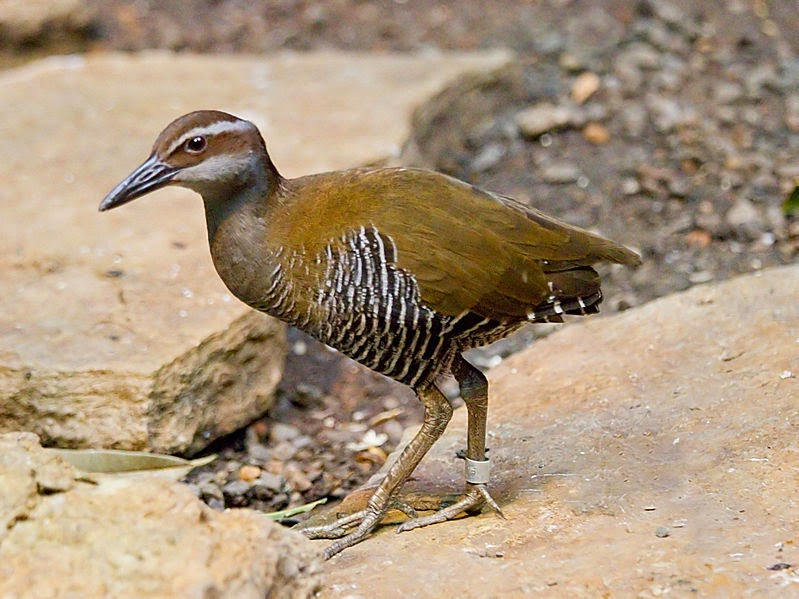 Chim bắt ruồi đảo Guam